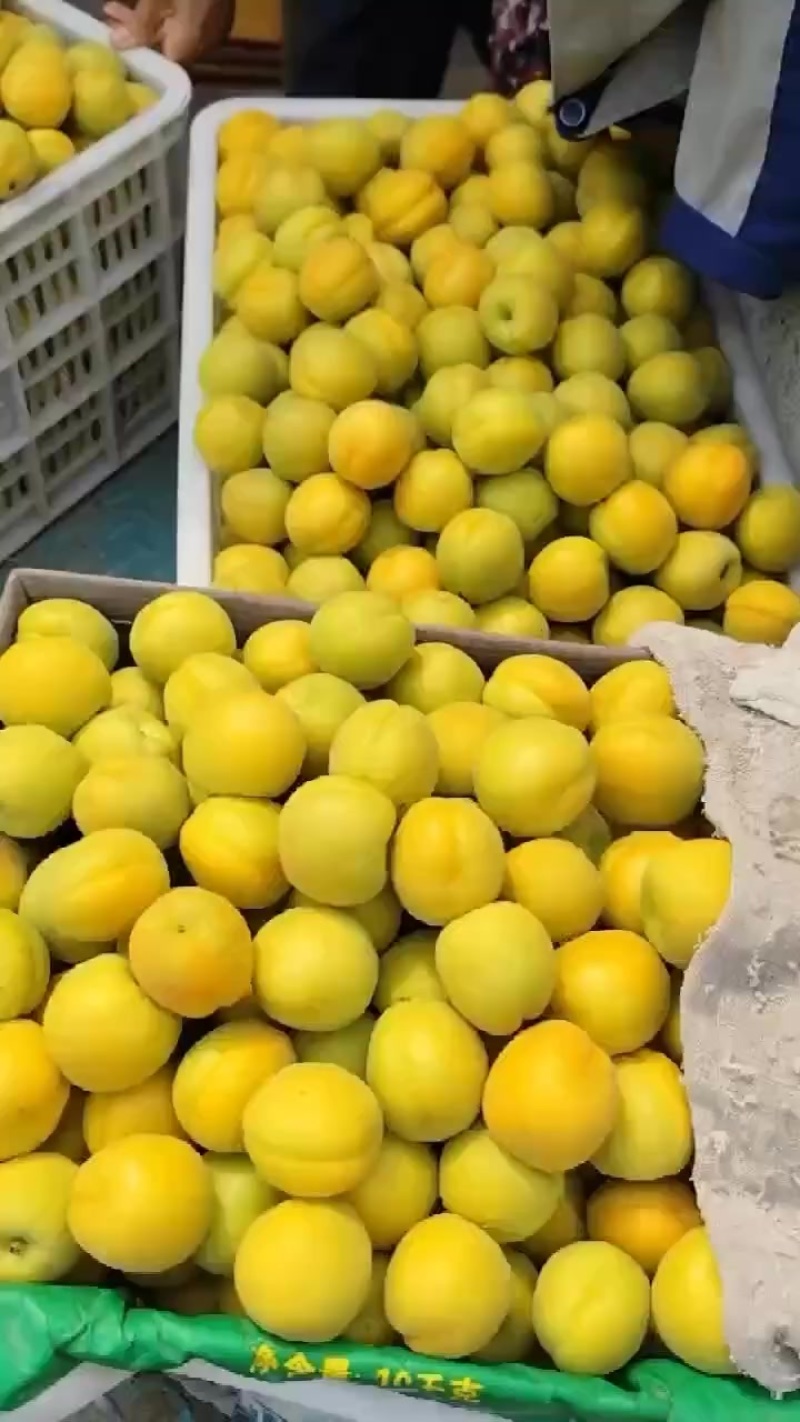 麦黄杏