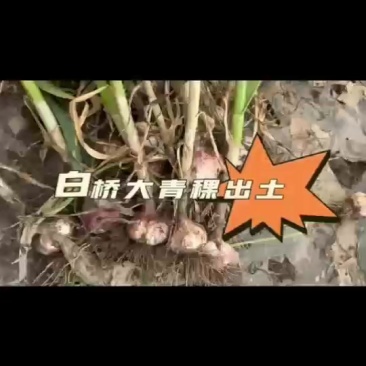 山东济南商河大青稞