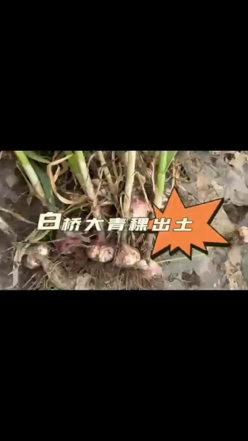 山东济南商河大青稞