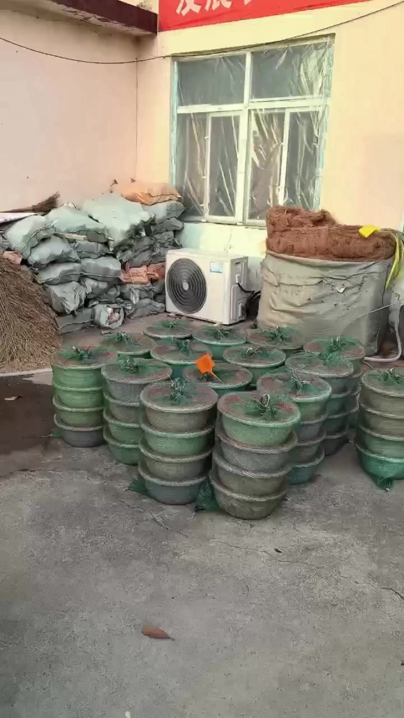 竹笋虫