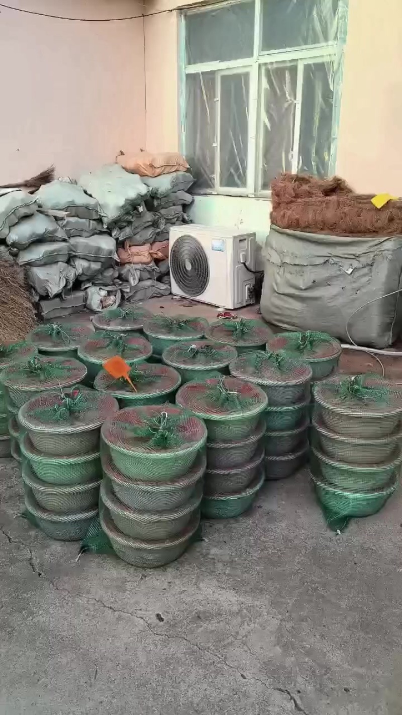 竹笋虫