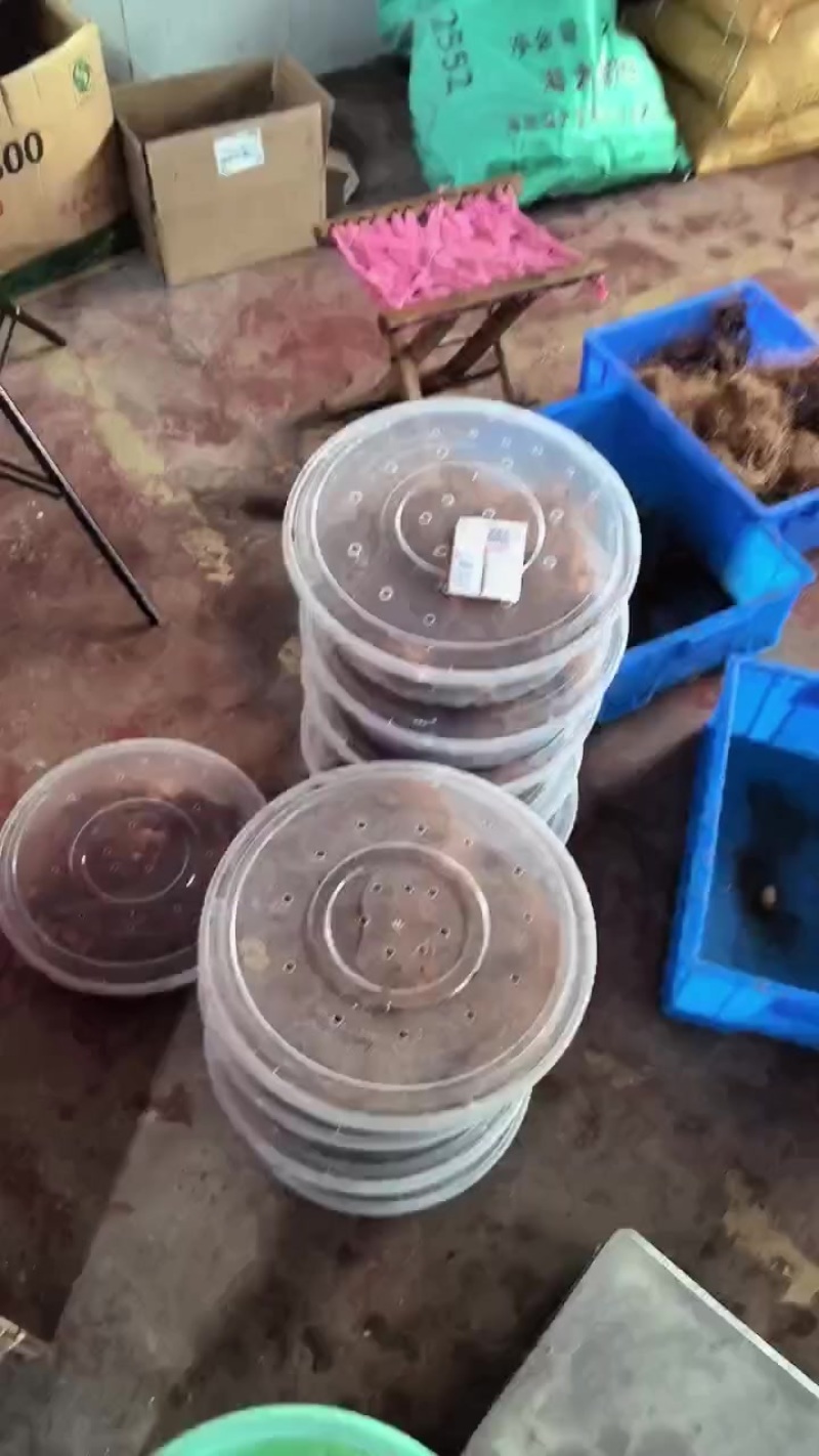 竹笋虫