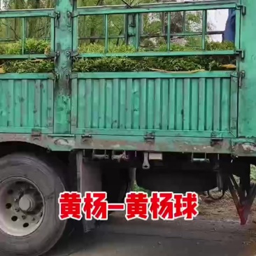 东北朝鲜小叶黄杨