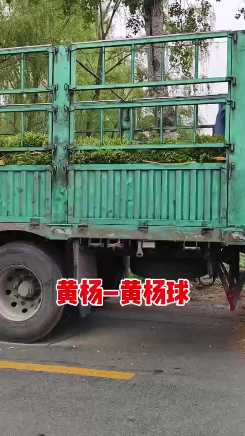 东北朝鲜小叶黄杨