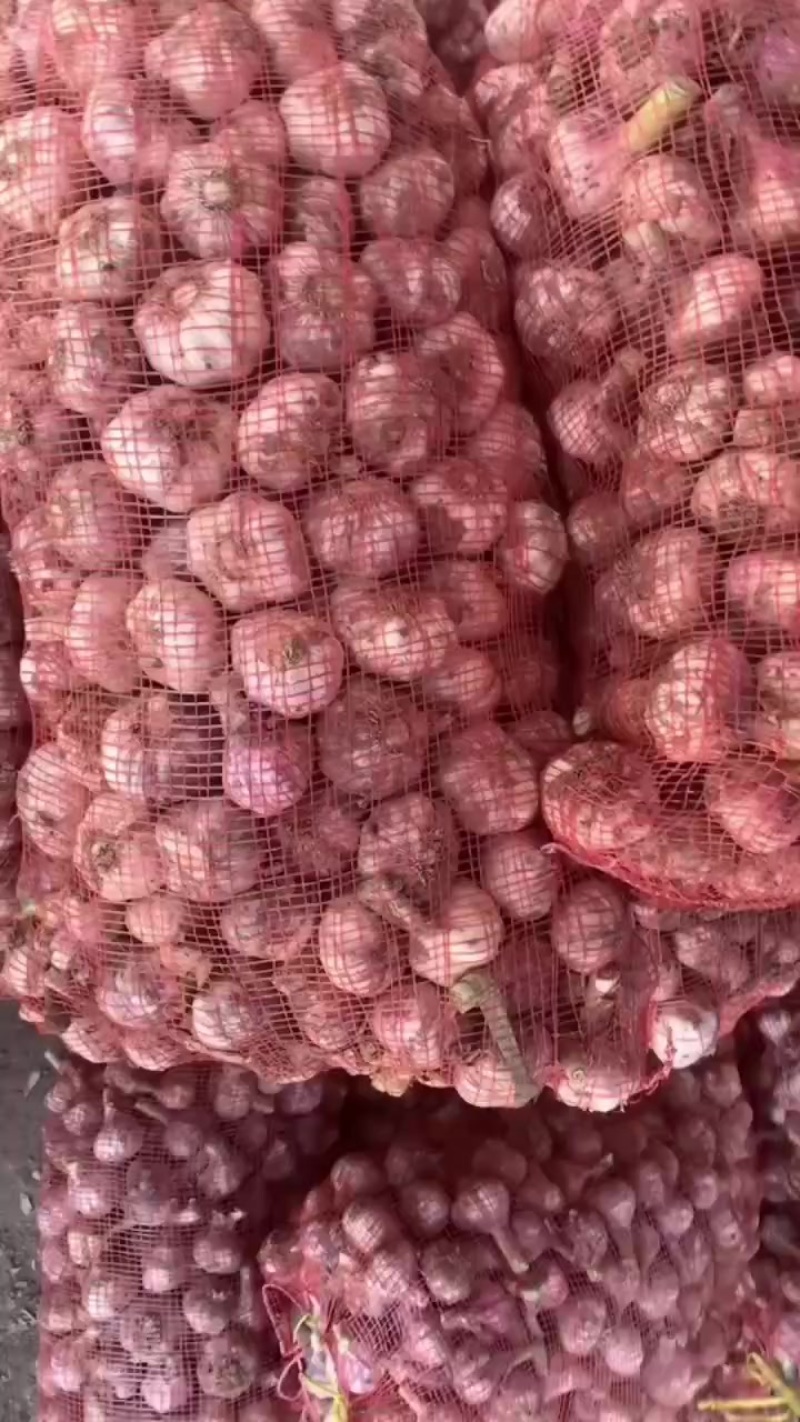 精品大蒜五零起步，需要的联系