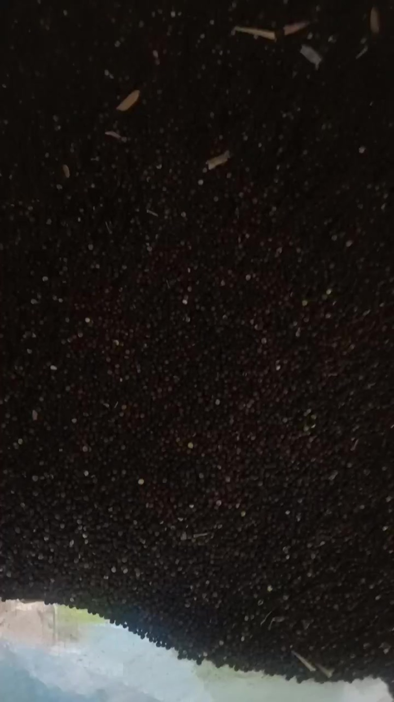 油菜子6000斤