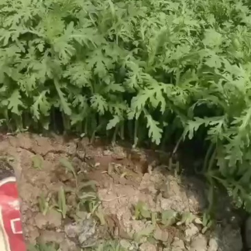 精品茼蒿高度正好不超高