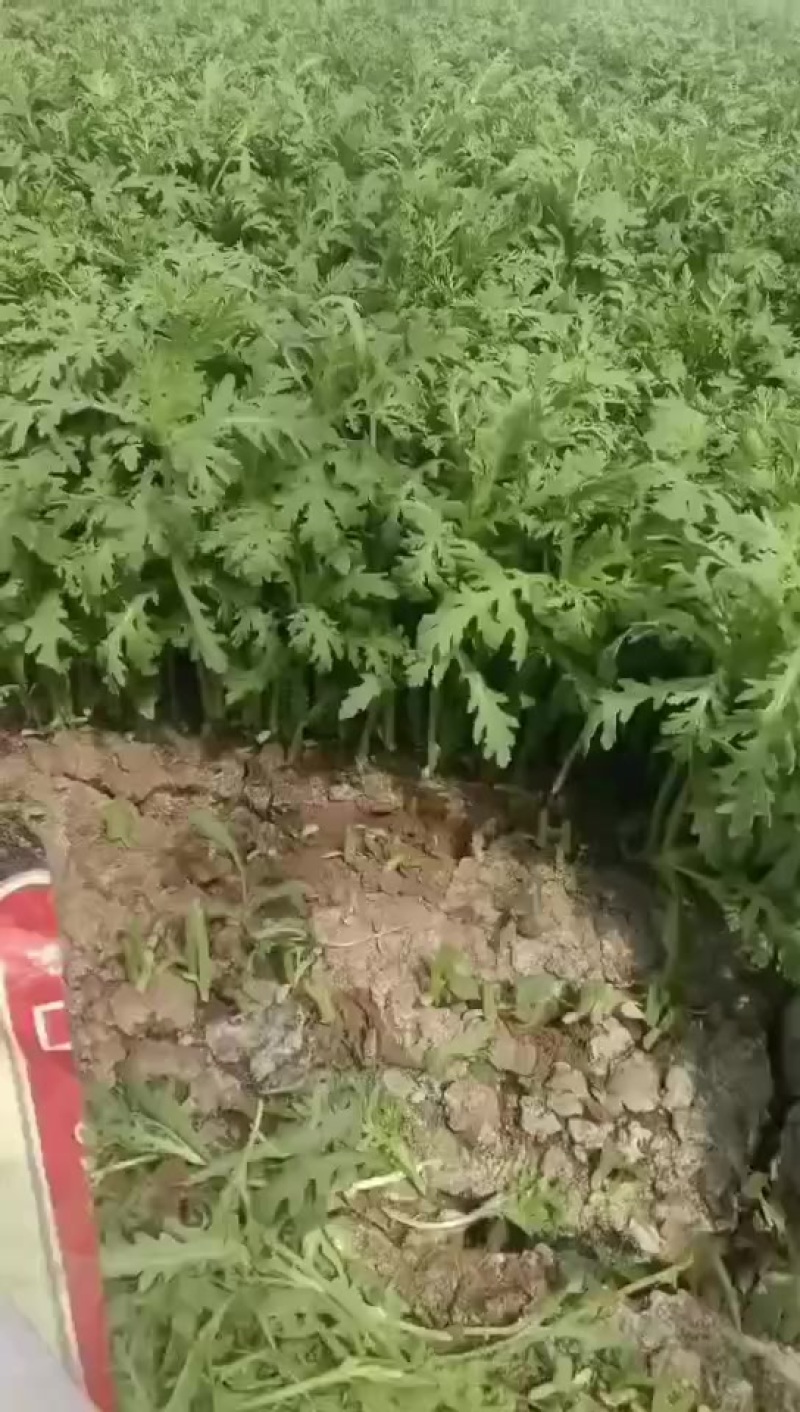 精品茼蒿高度正好不超高