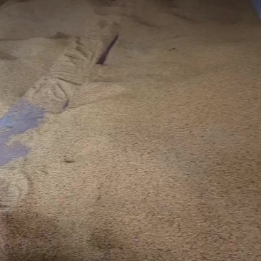 金堂白油菜籽