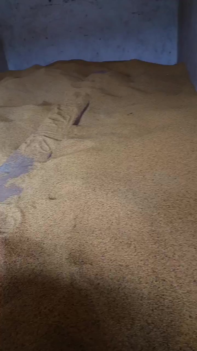 金堂白油菜籽