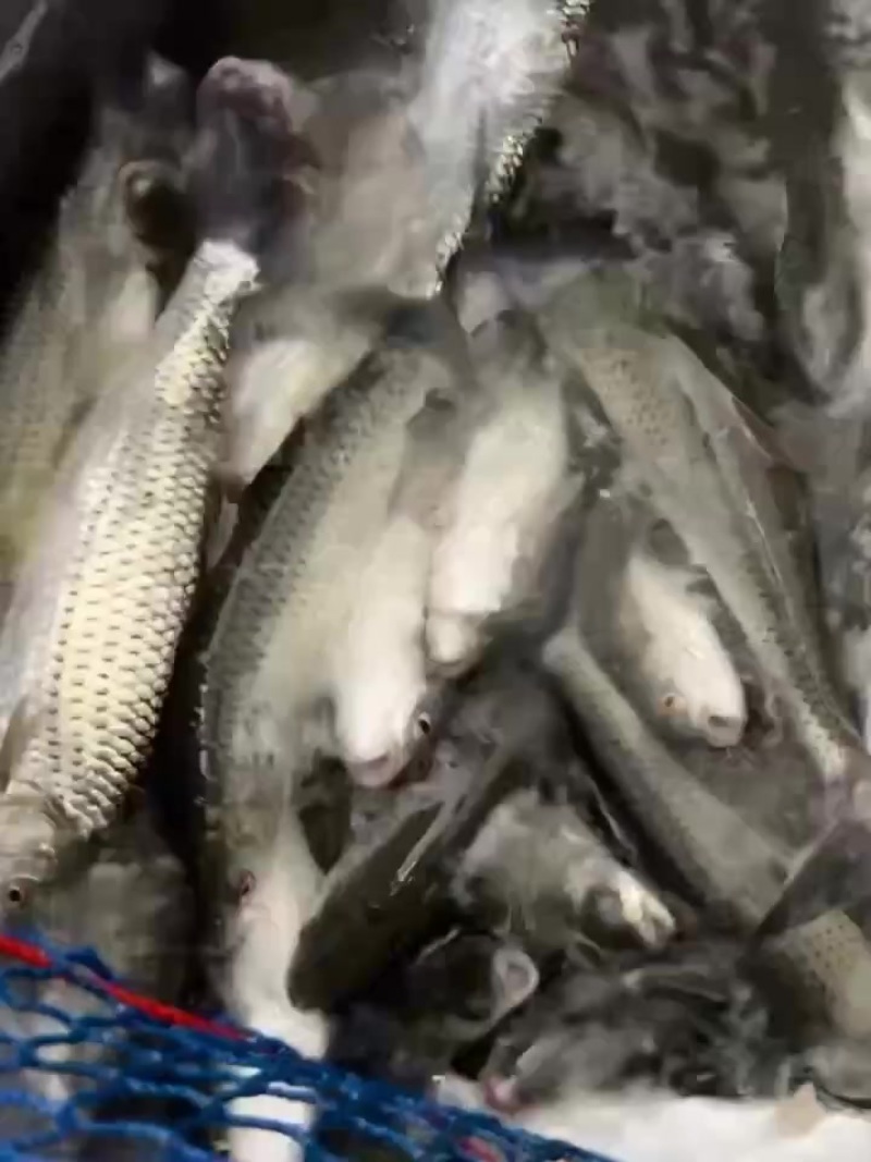 大量出售吊水网红赤眼鱼生天花板