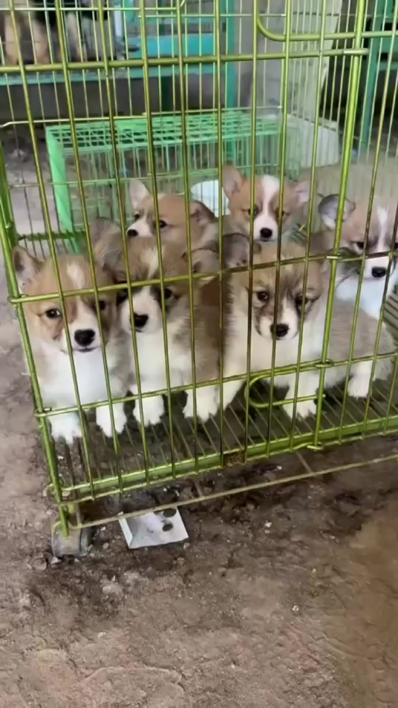 柯基犬