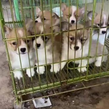 柯基犬