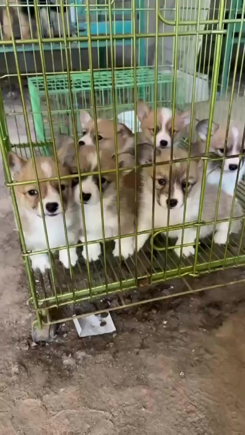 柯基犬