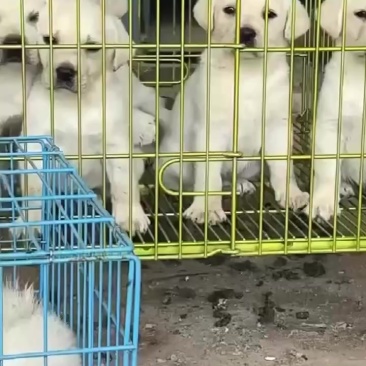 拉布拉多犬