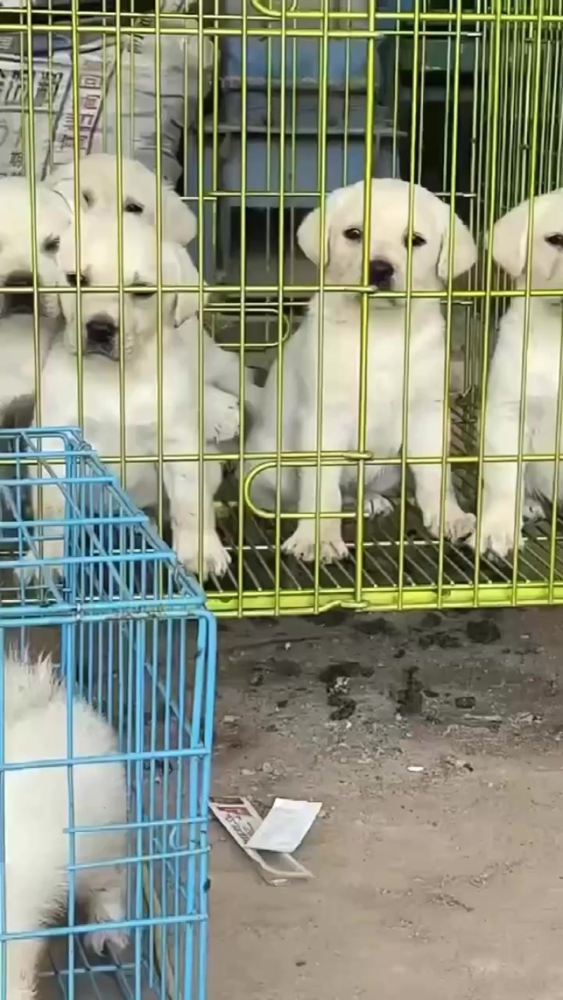 拉布拉多犬