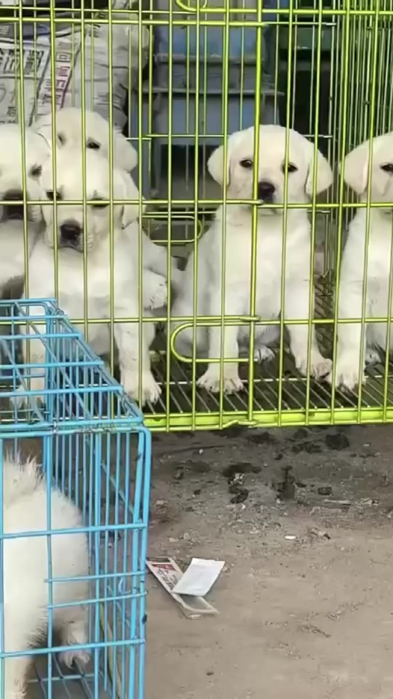 拉布拉多犬