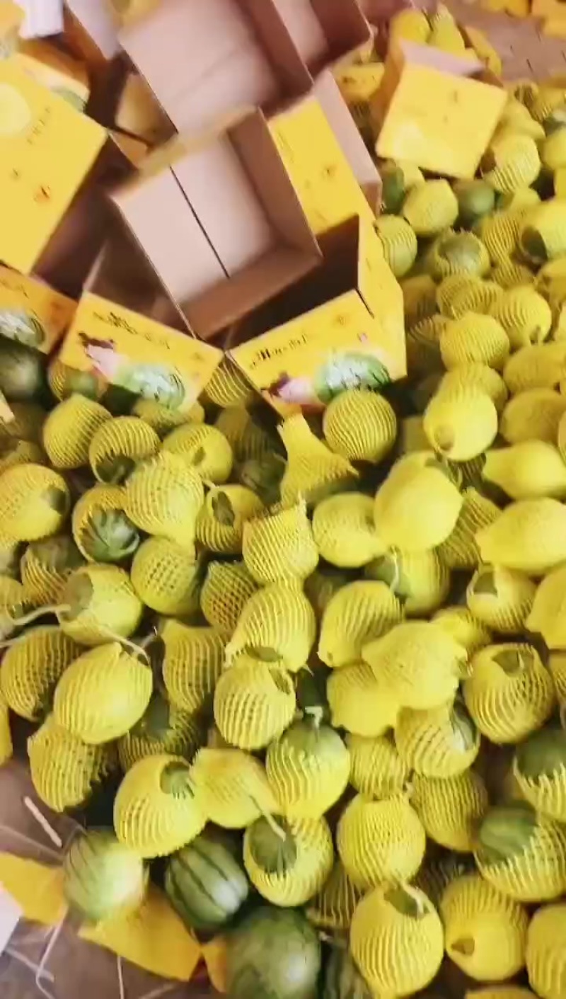 特小凤西瓜