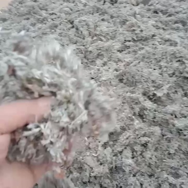 茵陈