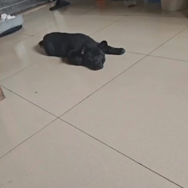 狗，黑色加班