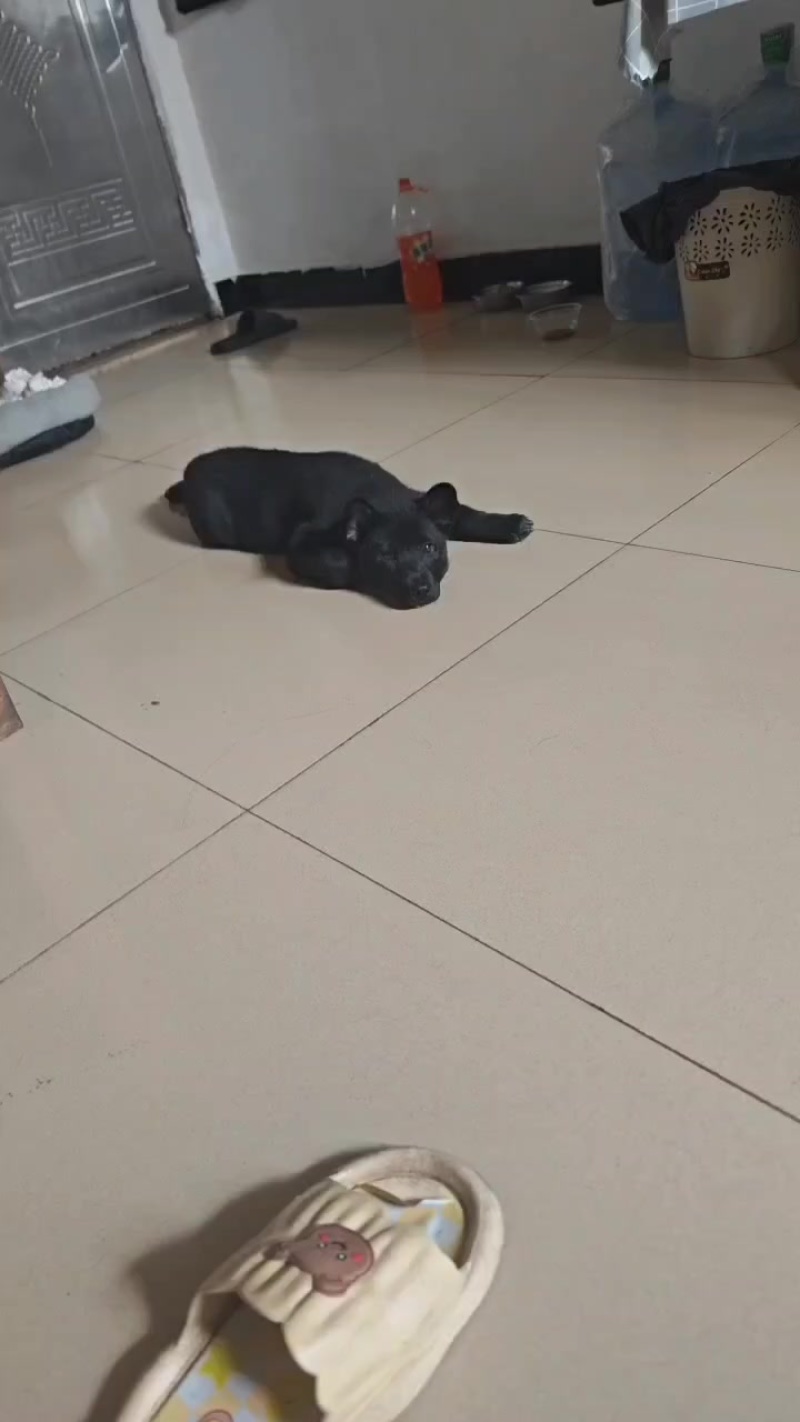 狗，黑色加班