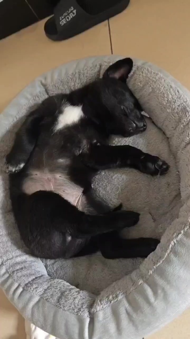 狗，黑色加班