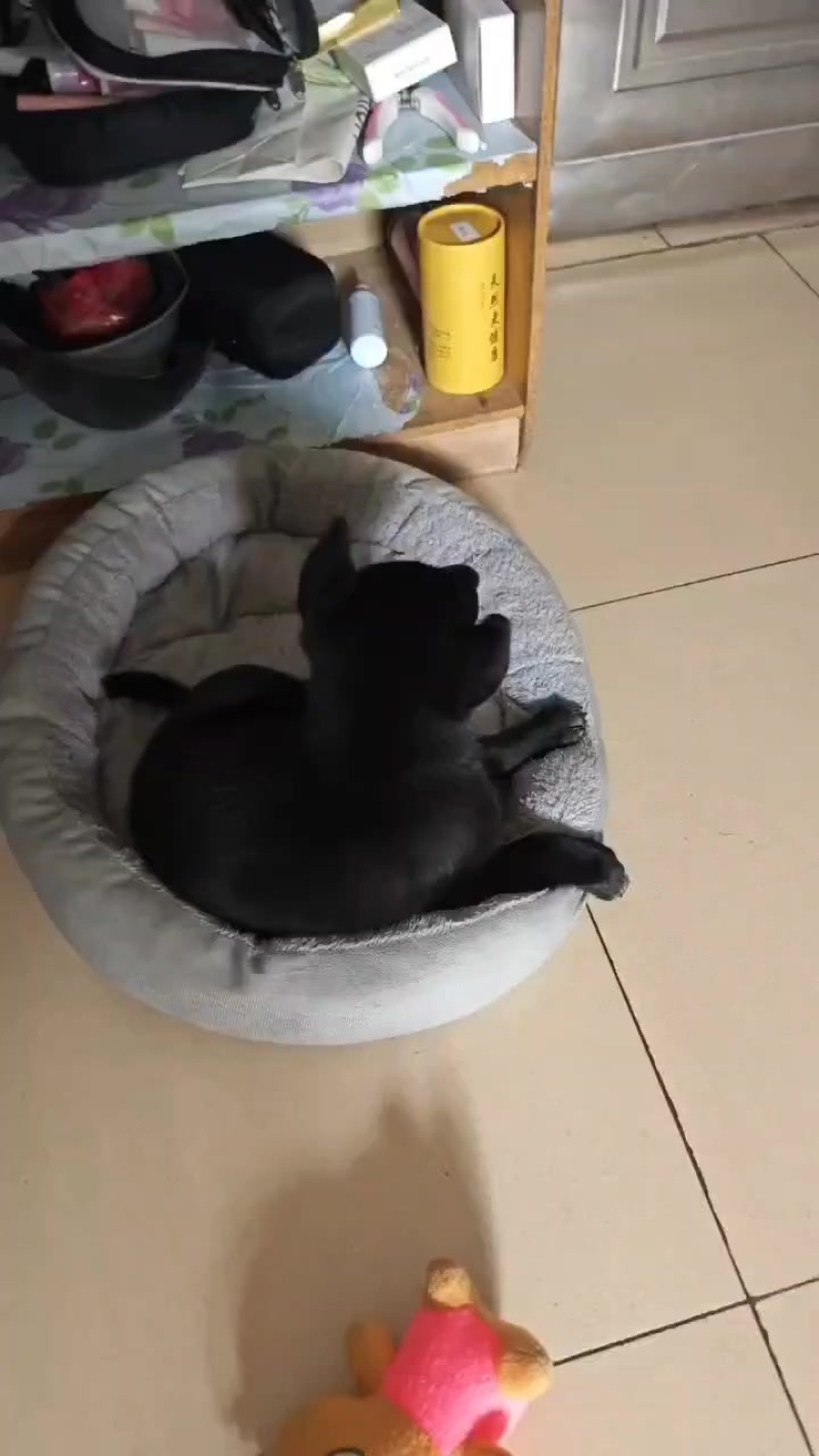 狗，黑色加班