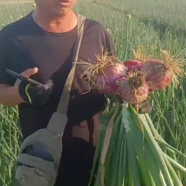 洋葱二红