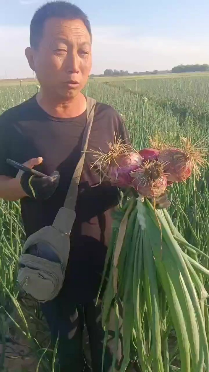 洋葱二红