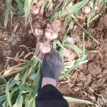紫皮大蒜