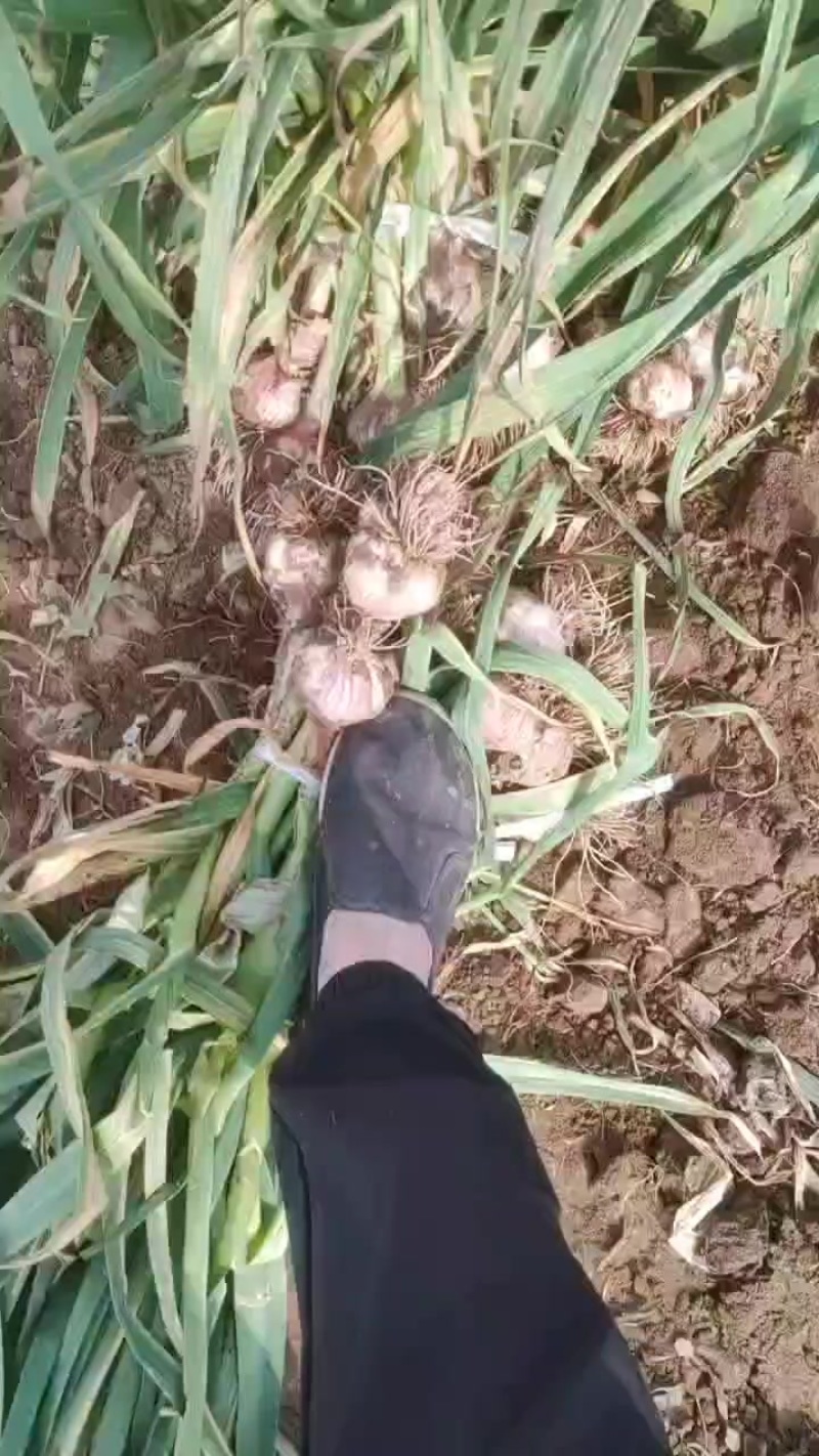 紫皮大蒜