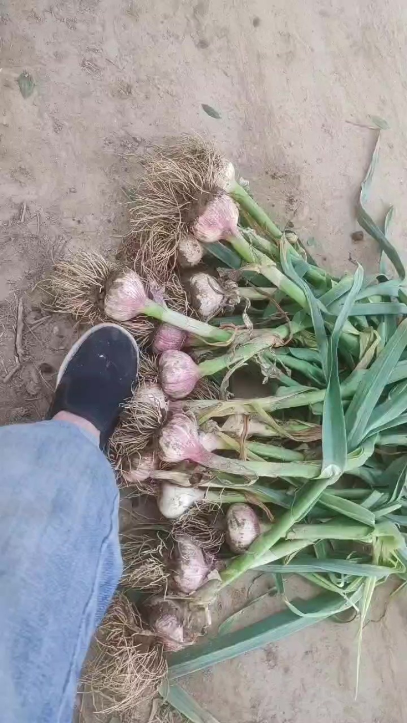 紫皮大蒜