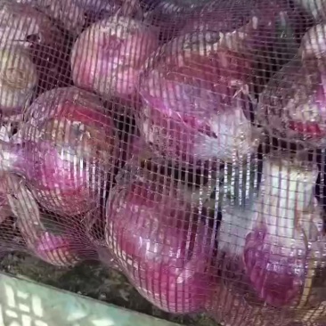 精品洋葱，沙地种植，口味纯正，品质好，价位低，