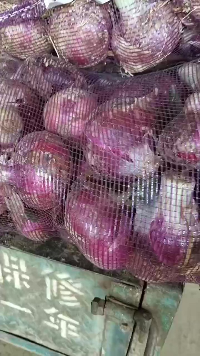 精品洋葱，沙地种植，口味纯正，品质好，价位低，