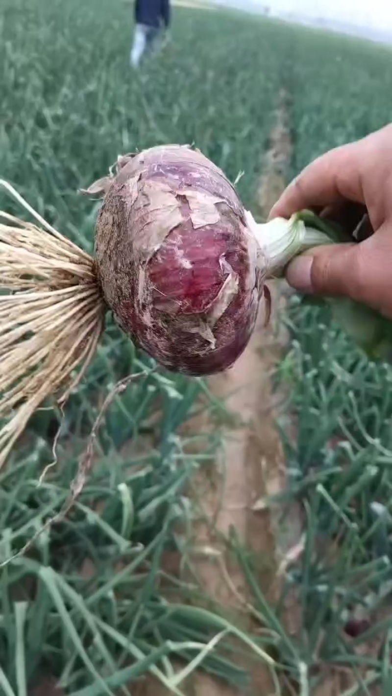 精品洋葱，沙地种植，口味纯正，品质好，价位低，