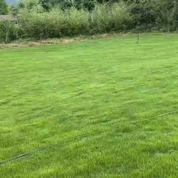 马尼拉草皮