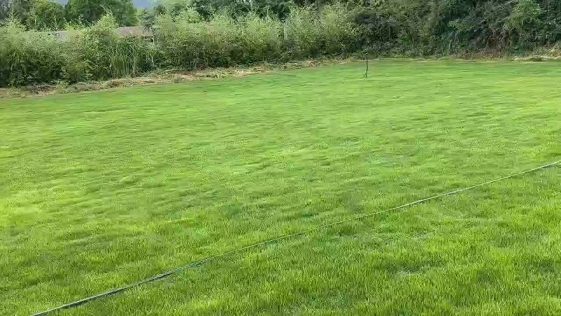 马尼拉草皮