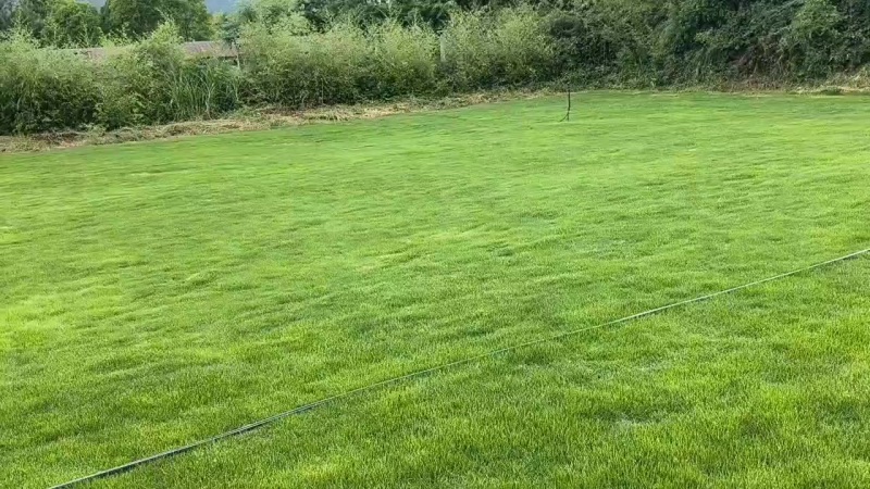 马尼拉草皮