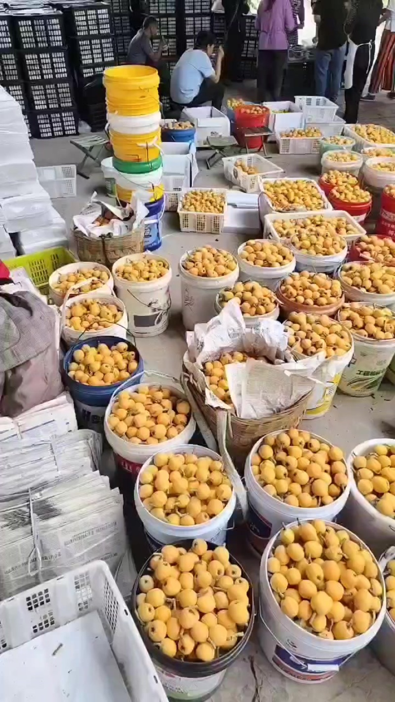 五星大枇杷