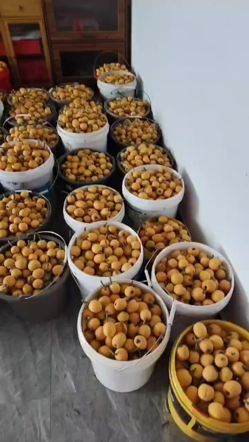 五星大枇杷