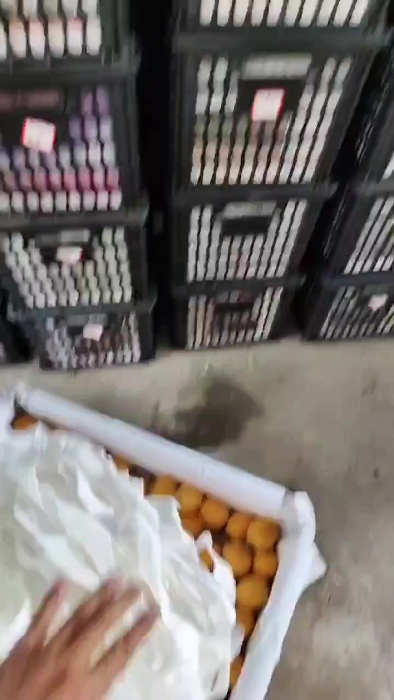 五星大枇杷