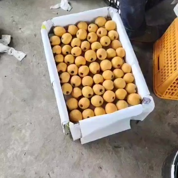 五星大枇杷