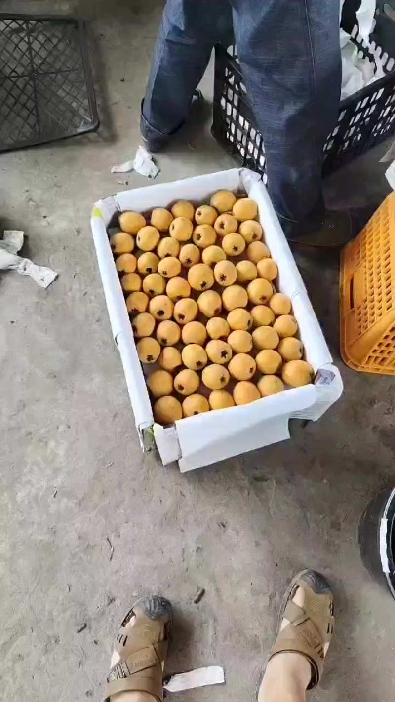 五星大枇杷