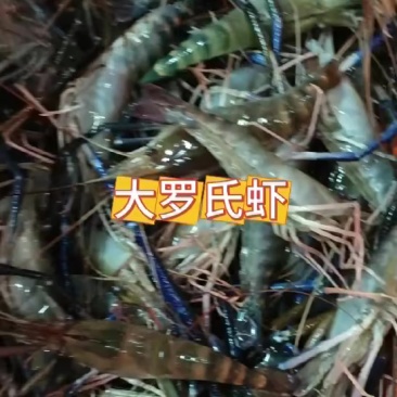 长年供应塘头自养罗氏虾，量大可送货上门！