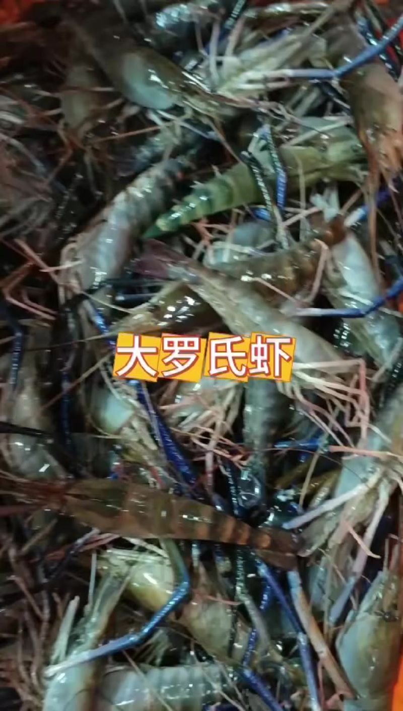 长年供应塘头自养罗氏虾，量大可送货上门！