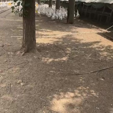 大三花鹅