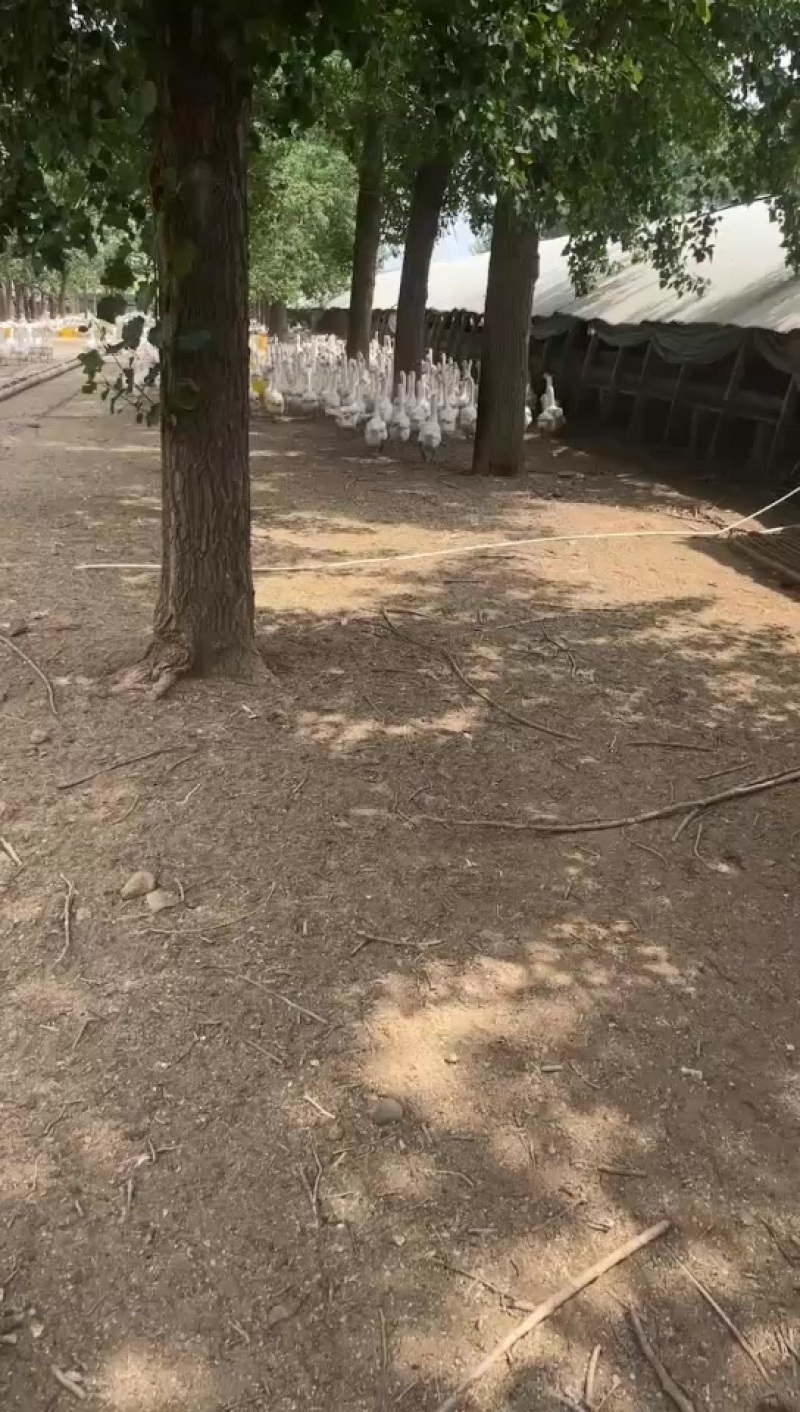 大三花鹅