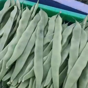 芸豆