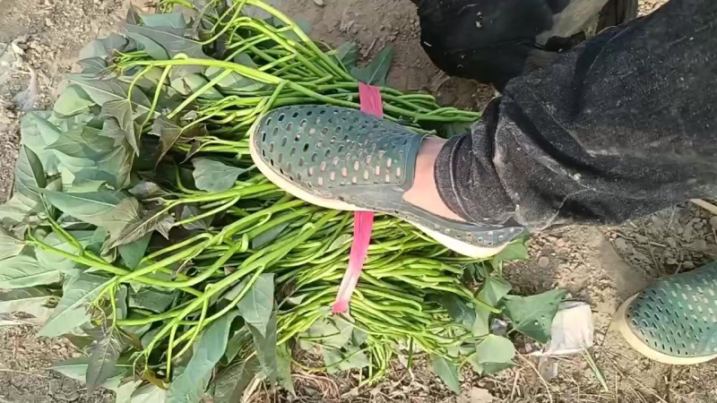 红薯苗