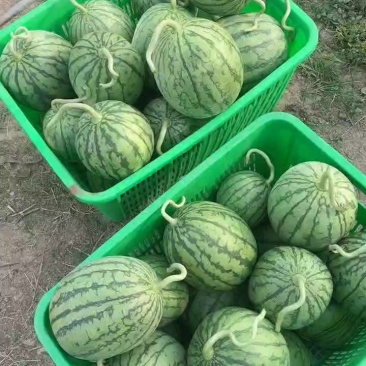 口口脆